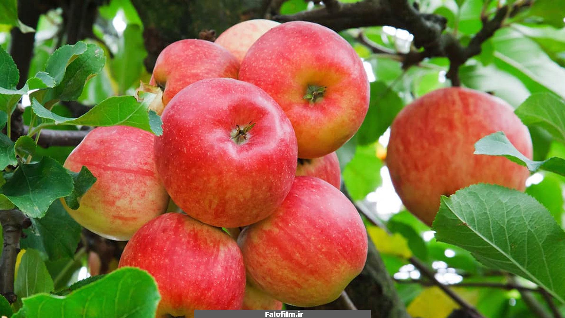 عکس میوه روی درخت