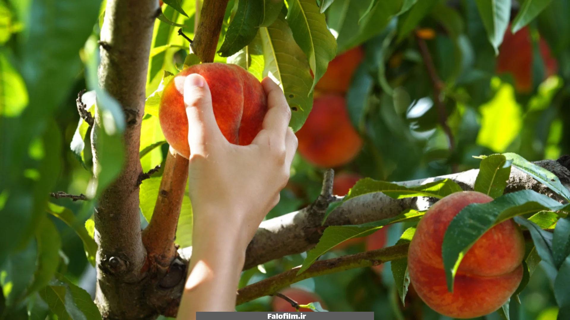 تعبیر خواب چیدن هلو