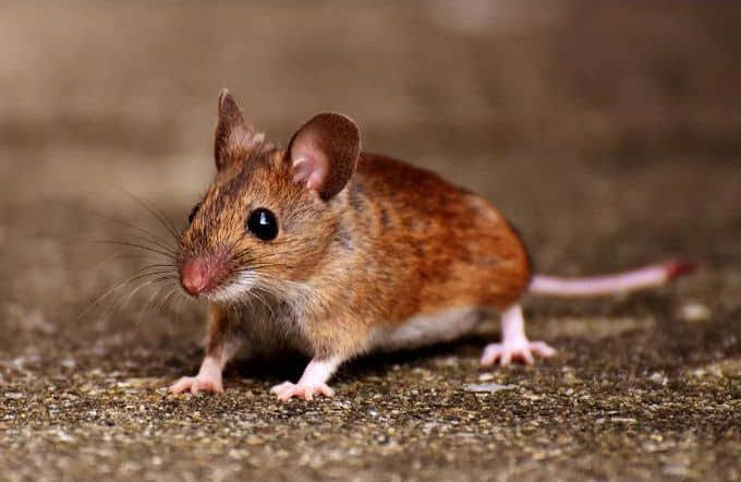 عکس یک موش قهوه ای
