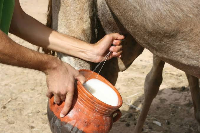 عکس شیر شتر