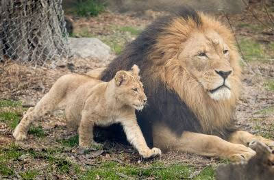 عکس یک شیر نر به همراه توله شیر