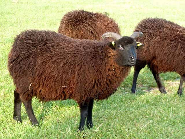 عکس گوسفند قهوه ای