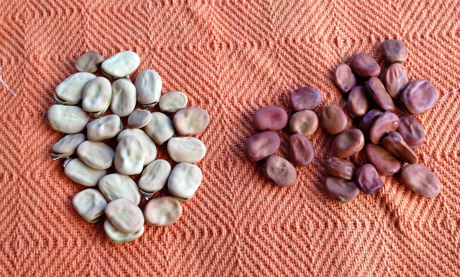 عکس باقلای خشک