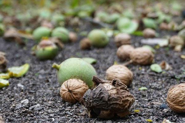 عکس گردوهای تازه روی زمین که آماده جمع کردن هستند
