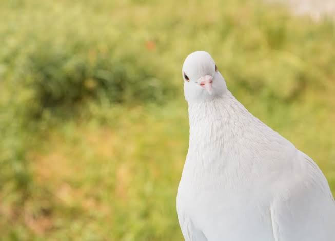 عکس یک کبوتر سفید