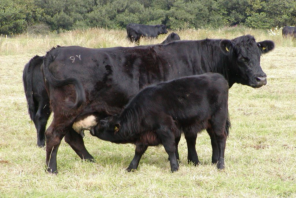 عکس گاو سیاه