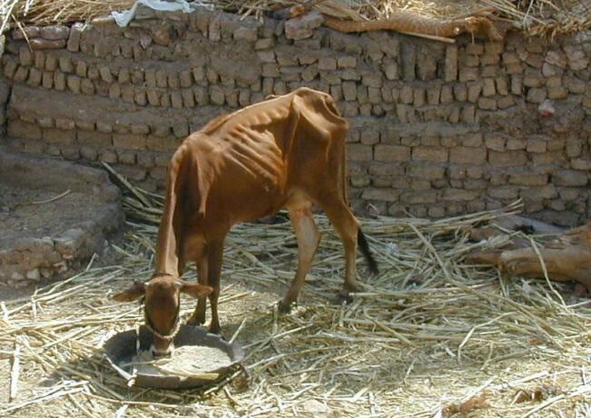 یک گاو حیلی لاغر