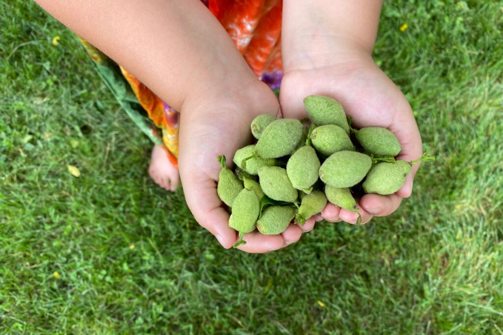 عکس گردوی سبز در دستان یک زن