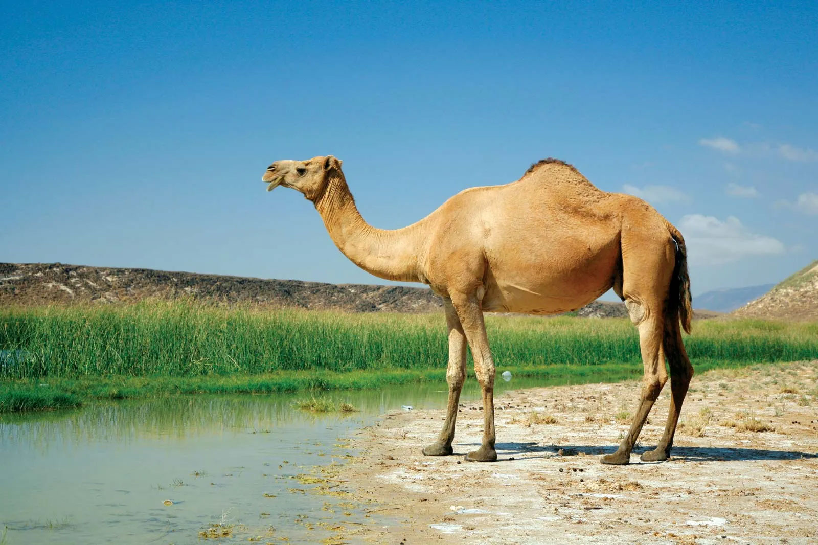 معنی خواب شتر
