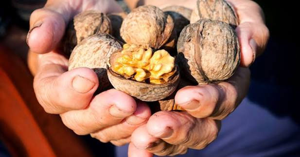 معنی خواب گردو
